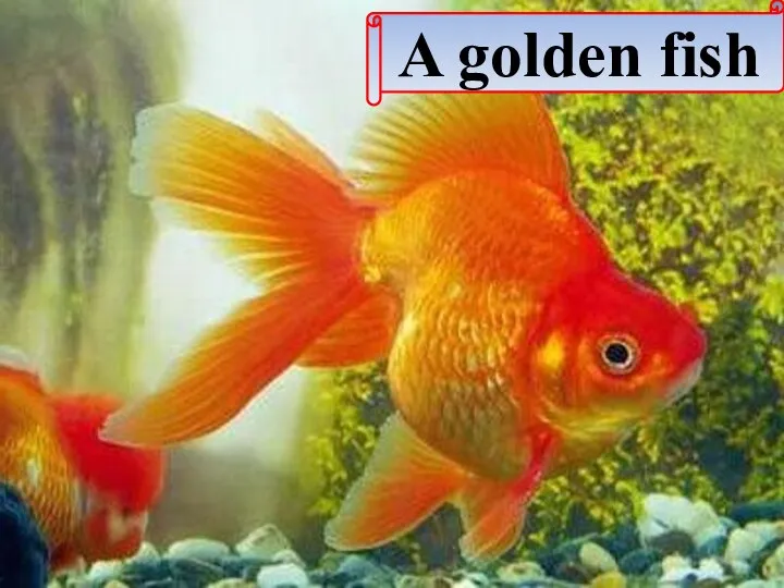 A golden fish