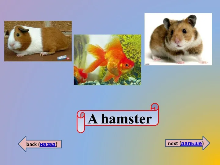 A hamster back (назад) next (дальше)