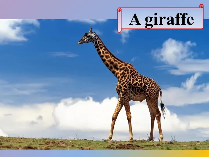 A giraffe