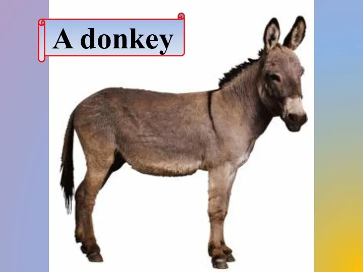 A donkey