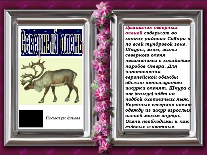 Северный олень Домашних северных оленей содержат во многих районах Сибири