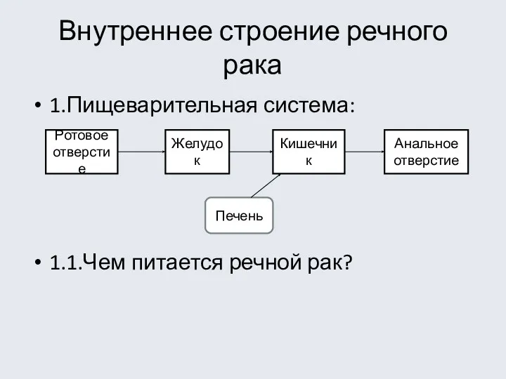 Внутреннее строение речного рака 1.Пищеварительная система: 1.1.Чем питается речной рак?