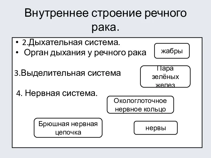 Внутреннее строение речного рака. 2.Дыхательная система. Орган дыхания у речного