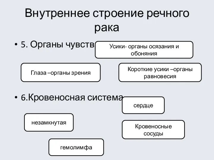 Внутреннее строение речного рака 5. Органы чувств. 6.Кровеносная система Усики-