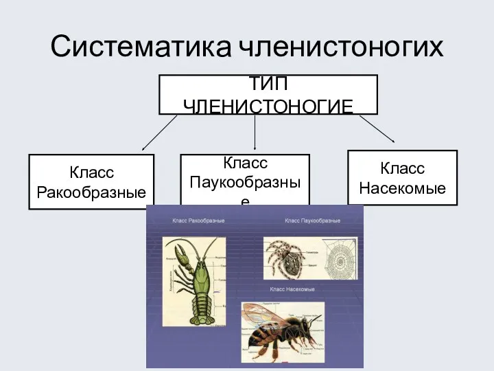 Систематика членистоногих ТИП ЧЛЕНИСТОНОГИЕ Класс Ракообразные Класс Паукообразные Класс Насекомые