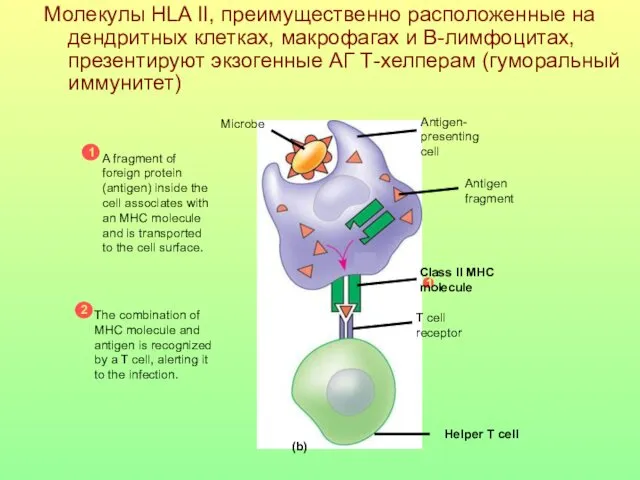 Молекулы HLA II, преимущественно расположенные на дендритных клетках, макрофагах и