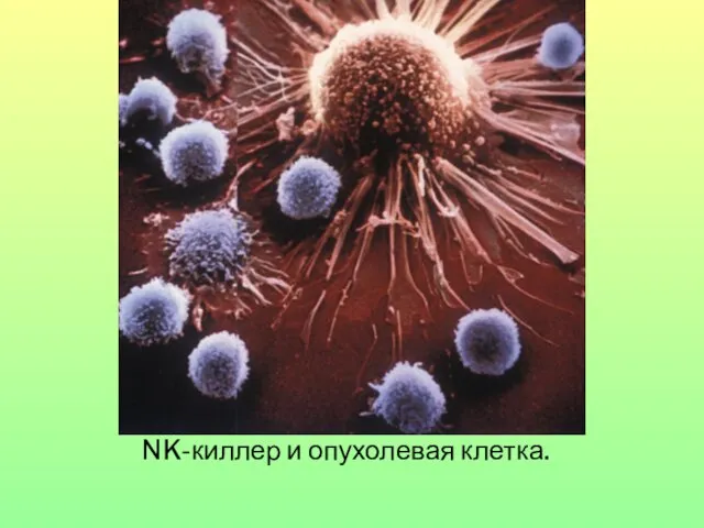 NK-киллер и опухолевая клетка.