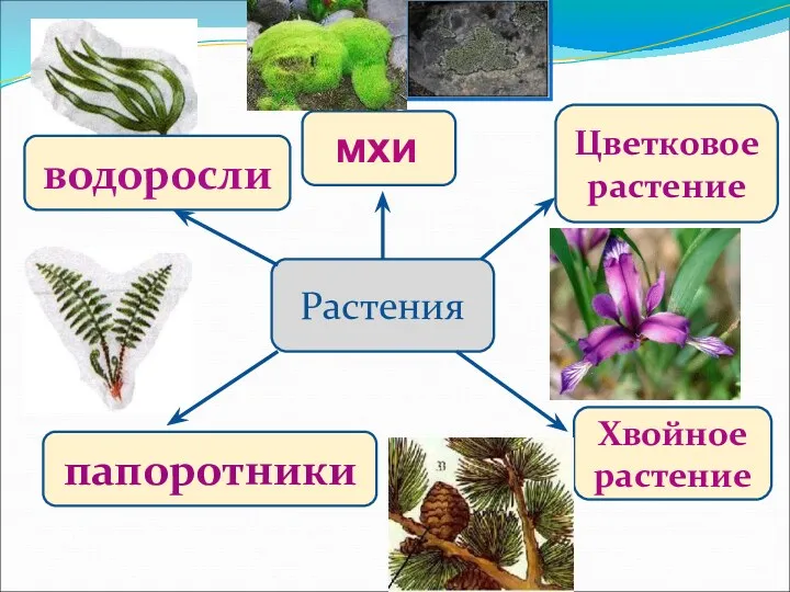 Растения мхи Цветковое растение Хвойное растение папоротники водоросли