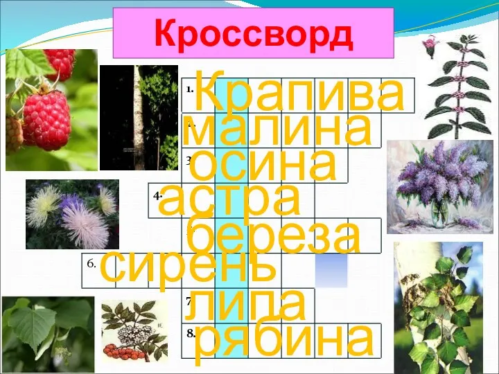 Крапива малина осина астра береза сирень липа рябина Кроссворд