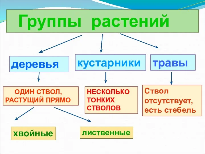 Группы растений деревья кустарники травы ОДИН СТВОЛ, РАСТУЩИЙ ПРЯМО НЕСКОЛЬКО