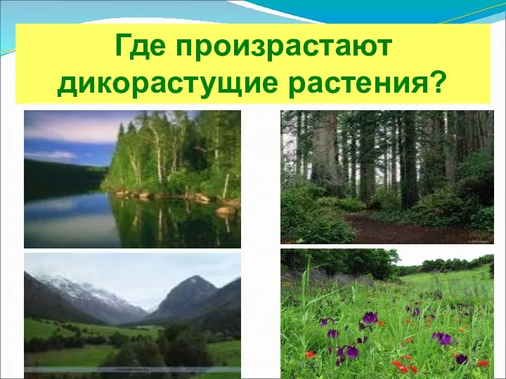 Где произрастают дикорастущие растения?