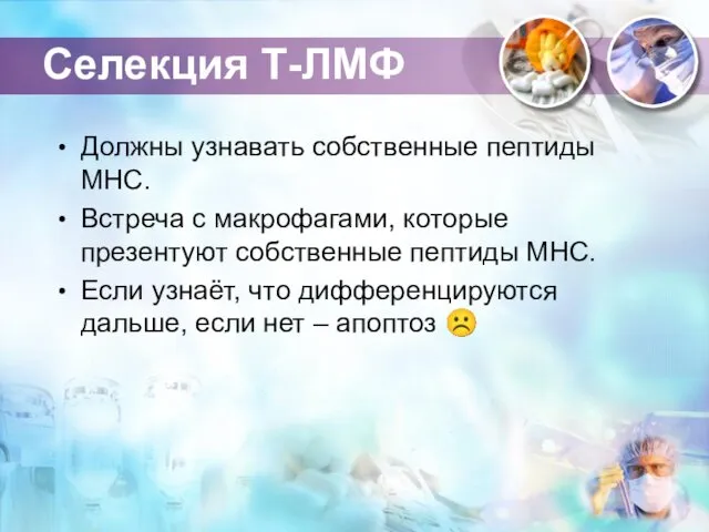 Селекция Т-ЛМФ Должны узнавать собственные пептиды МНС. Встреча с макрофагами,