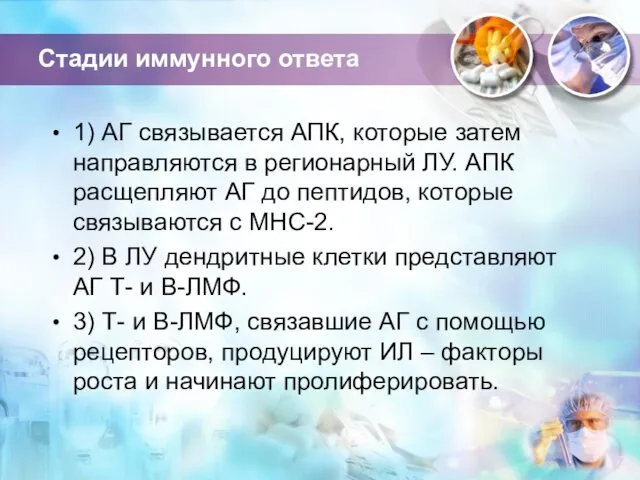 Стадии иммунного ответа 1) АГ связывается АПК, которые затем направляются