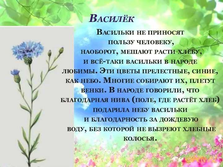 Василёк Васильки не приносят пользу человеку, наоборот, мешают расти хлебу,