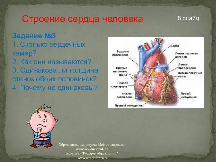 Строение сердца человека Задание №3 1. Сколько сердечных камер? 2.