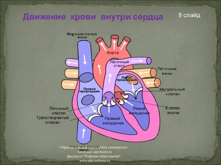Движение крови внутри сердца 9 слайд Образовательный портал Мой университет - www.moi-univtrsitet.ru факультет