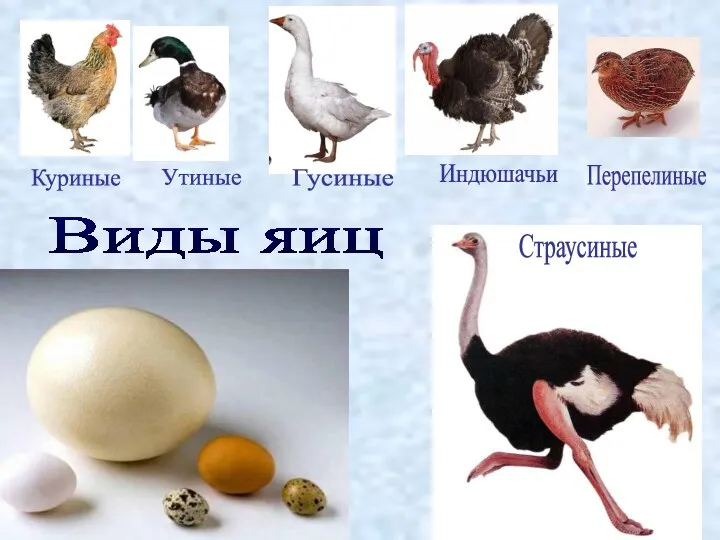 Виды яиц Гусиные Утиные Индюшачьи Куриные Страусиные Перепелиные