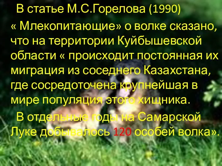 В статье М.С.Горелова (1990) « Млекопитающие» о волке сказано, что