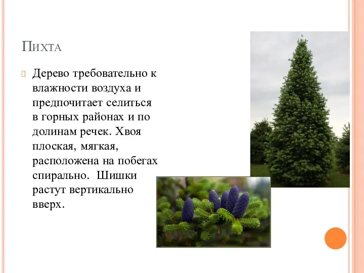 Пихта Дерево требовательно к влажности воздуха и предпочитает селиться в