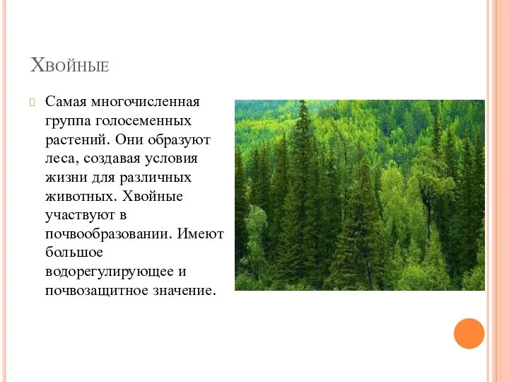 Хвойные Самая многочисленная группа голосеменных растений. Они образуют леса, создавая