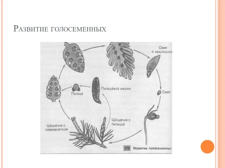 Развитие голосеменных