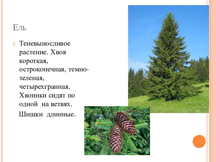 Ель Теневыносливое растение. Хвоя короткая, остроконечная, темно-зеленая, четырехгранная. Хвоинки сидят по одной на ветвях. Шишки длинные.