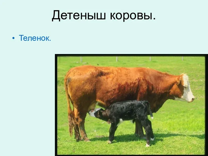 Детеныш коровы. Теленок.