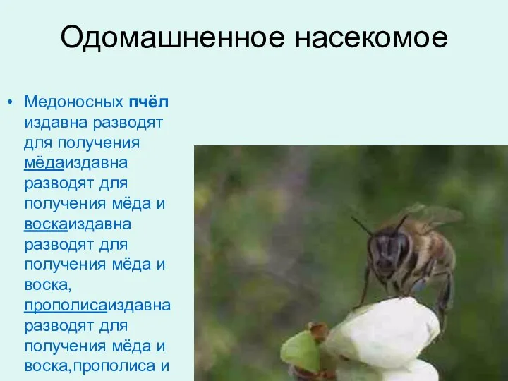 Одомашненное насекомое Медоносных пчёл издавна разводят для получения мёдаиздавна разводят