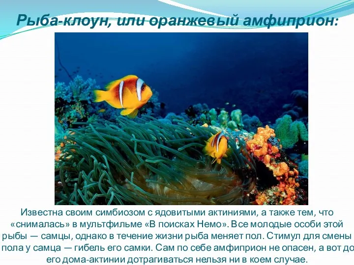 Рыба-клоун, или оранжевый амфиприон: Известна своим симбиозом с ядовитыми актиниями,