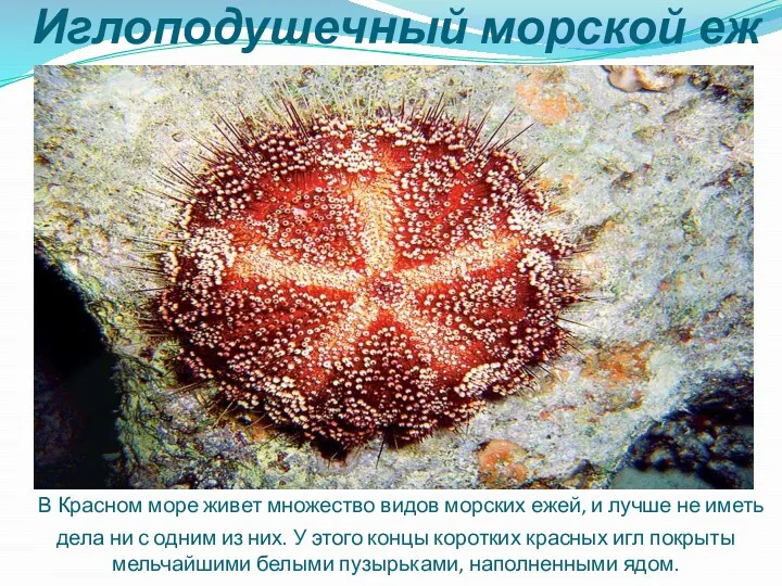 Иглоподушечный морской еж В Красном море живет множество видов морских