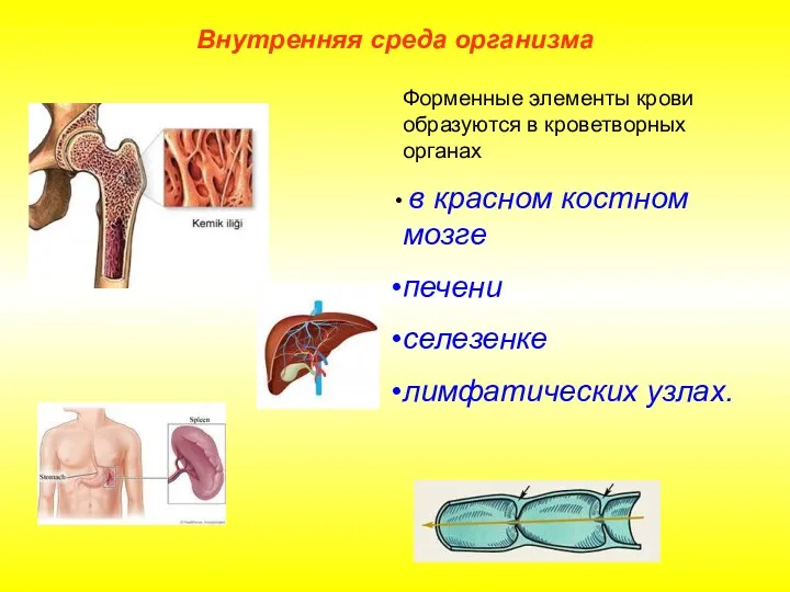 Внутренняя среда организма Форменные элементы крови образуются в кроветворных органах