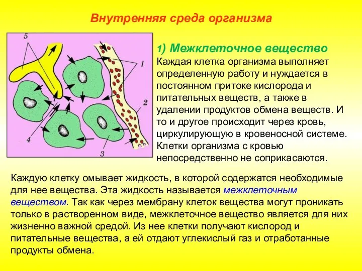 Внутренняя среда организма 1) Межклеточное вещество Каждая клетка организма выполняет