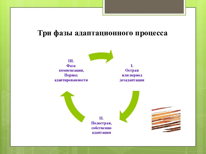 Три фазы адаптационного процесса