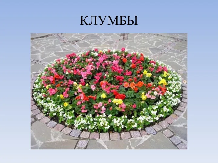 КЛУМБЫ