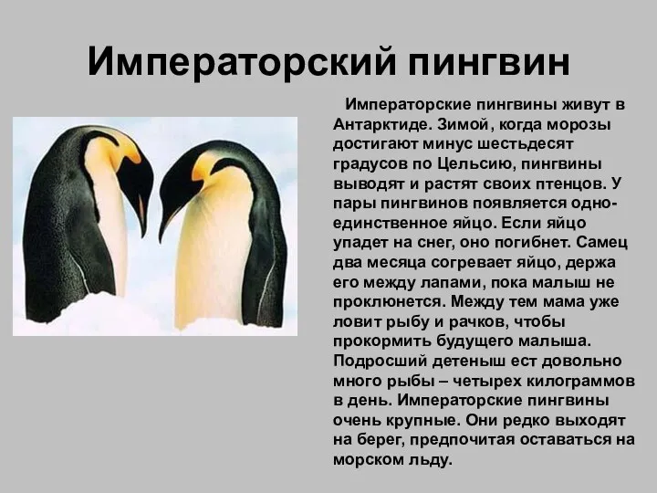 Императорский пингвин Императорские пингвины живут в Антарктиде. Зимой, когда морозы