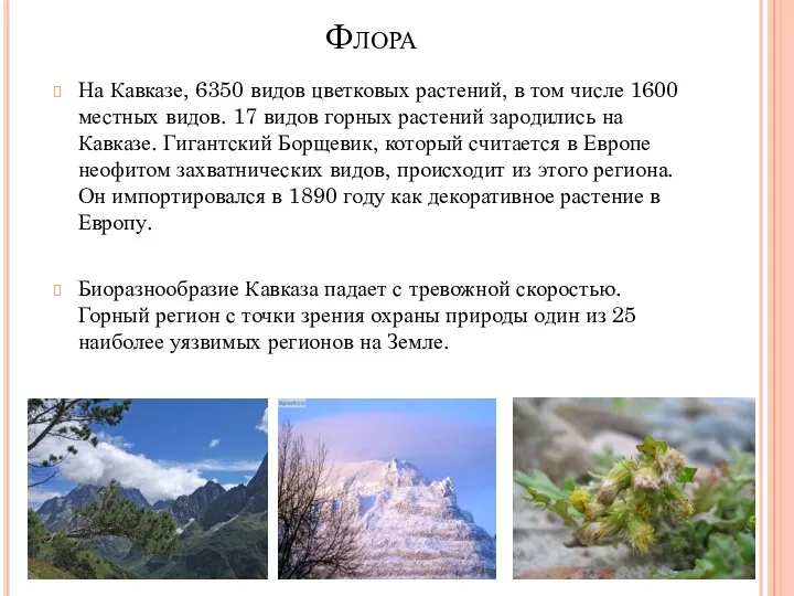 Флора На Кавказе, 6350 видов цветковых растений, в том числе