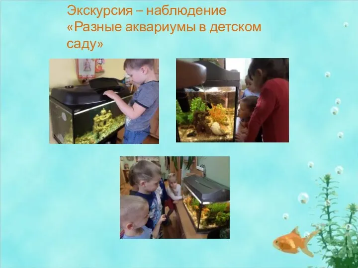 Экскурсия – наблюдение «Разные аквариумы в детском саду»