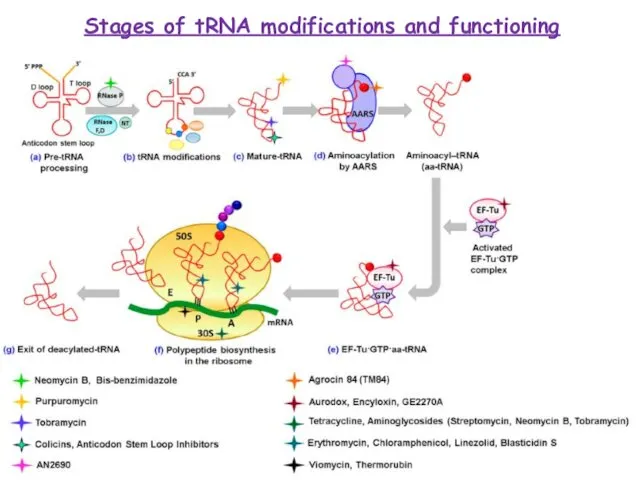 Stages of tRNA modifications and functioning