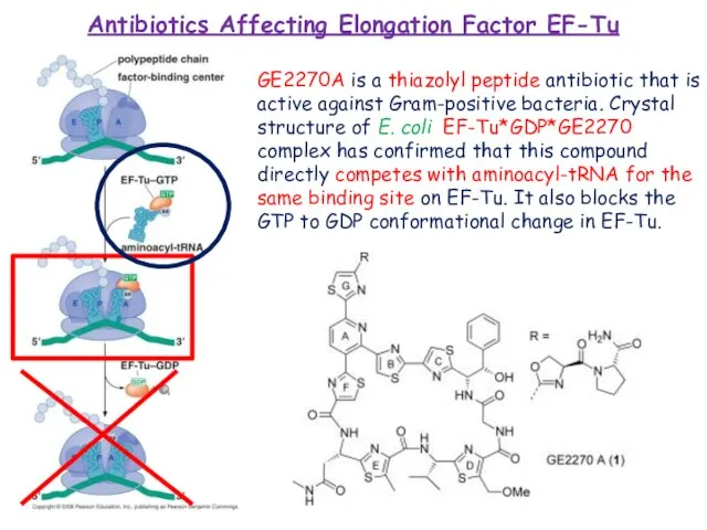 Antibiotics Affecting Elongation Factor EF-Tu GE2270A is a thiazolyl peptide