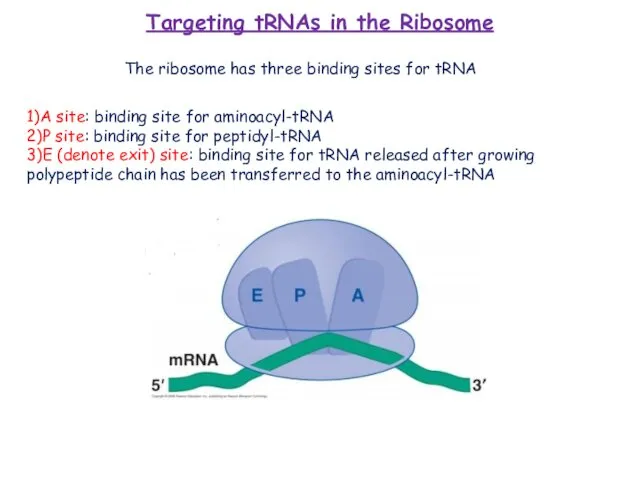 Targeting tRNAs in the Ribosome 1)A site: binding site for