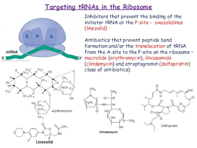 Targeting tRNAs in the Ribosome Inhibitors that prevent the binding