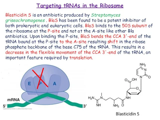 Targeting tRNAs in the Ribosome Blasticidin S is an antibiotic