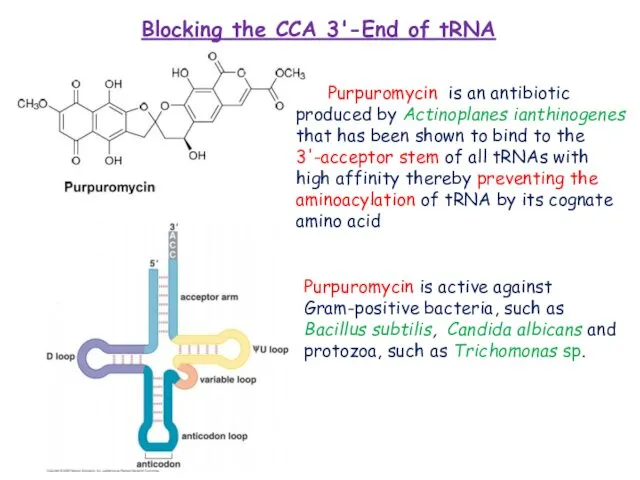 Blocking the CCA 3'-End of tRNA Purpuromycin is an antibiotic