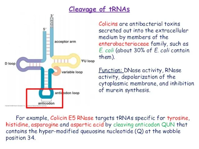 Cleavage of tRNAs Colicins are antibacterial toxins secreted out into