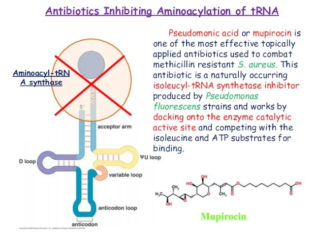 Antibiotics Inhibiting Aminoacylation of tRNA Pseudomonic acid or mupirocin is