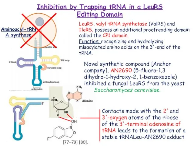 Inhibition by Trapping tRNA in a LeuRS Editing Domain Aminoacyl-tRNA