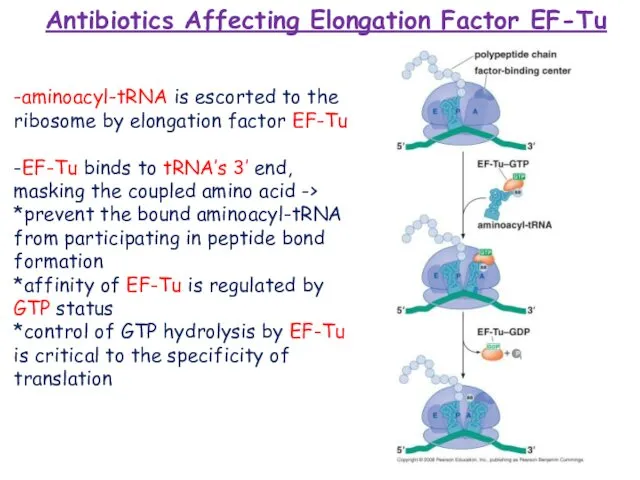 -aminoacyl-tRNA is escorted to the ribosome by elongation factor EF-Tu