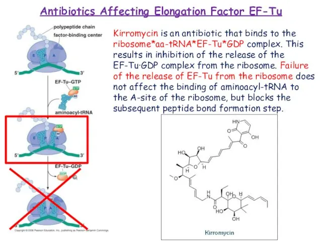 Antibiotics Affecting Elongation Factor EF-Tu Kirromycin is an antibiotic that