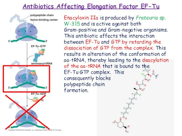Antibiotics Affecting Elongation Factor EF-Tu Enacyloxin IIa is produced by