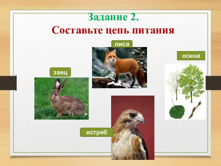 Задание 2. Составьте цепь питания заяц лиса осина ястреб